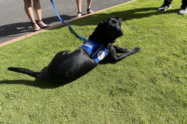 Assistance Dogs of Hawaii at Queens Health System